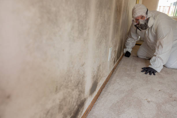 Best Commercial Mold Inspection  in Belleville, KS